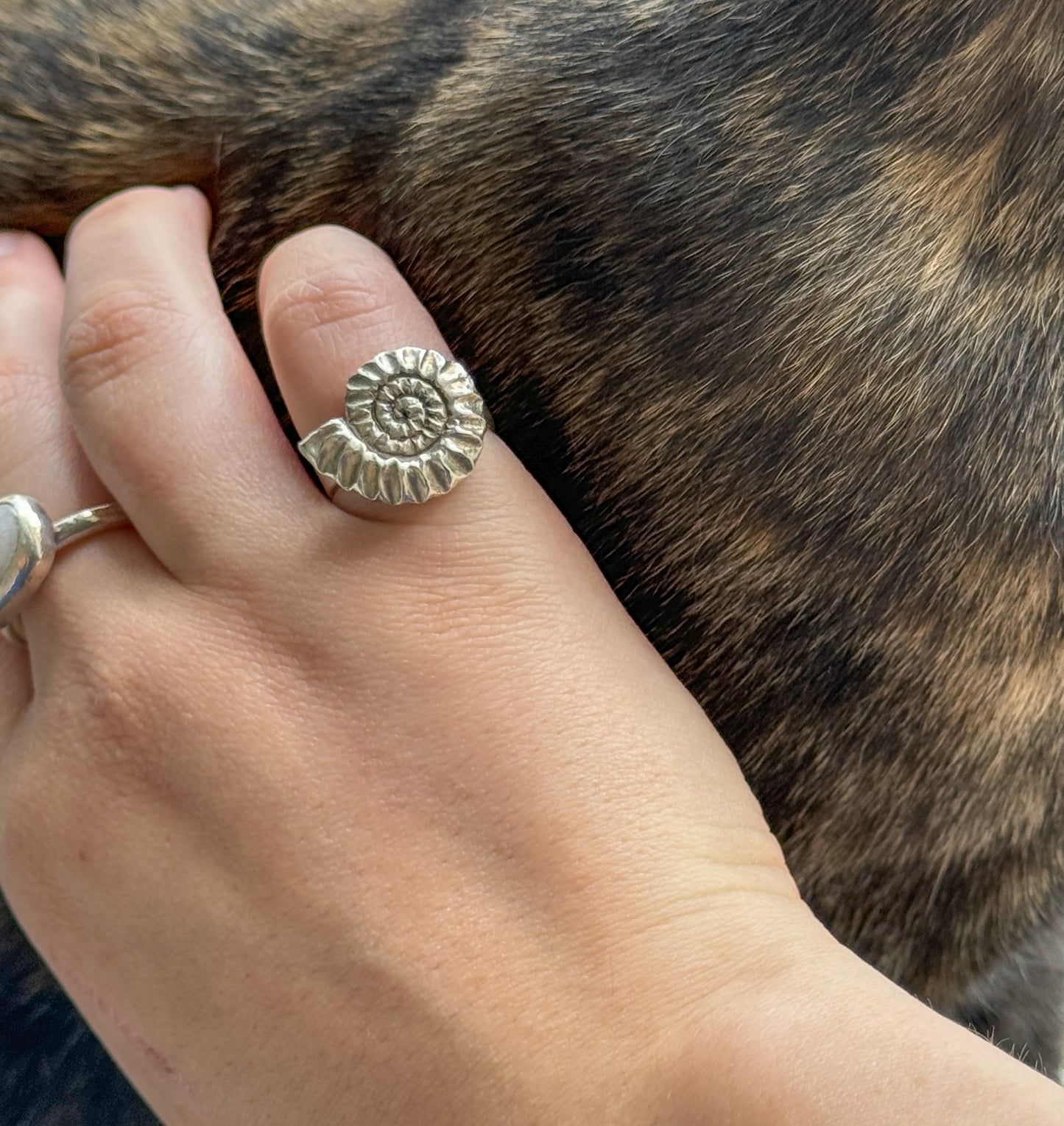 Ammonite ring